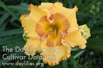Daylily I'm Not That Innocent